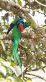 Replendent Quetzal