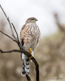 Sharp-shinned Hawk