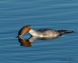 Common Merganser