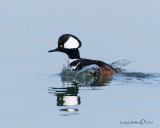 Hooded Merganser