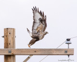 Rough-legged Hawk