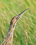 American Bittern