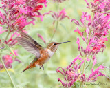 Rufous Hummingbird