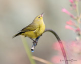 Orange-crowned Warbler