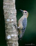 Hoffmanns Woodpecker