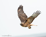 Red-tailed Hawk