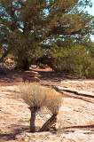 Dead Horse Point State Park