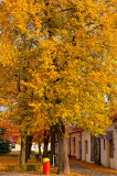 Golden Fall