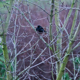 Blackbirds Tree