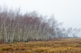 The Bent Birches
