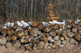 The Wood-Pile