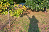My Shadow Under The Trees