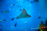 Dubai Aquarium