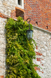 Lantern And The Ivy