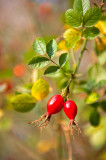 Rosa Canina