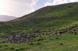 Sheep Near Camp 2
