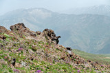 Elephant Of Alborz Mountains