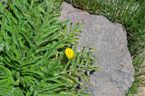 Flora Of Alborz Mountains