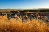 Golden Grass Of Persepolis