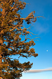 Bryce Canyon - Tree And Moon