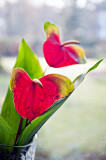 Orchids In The Window