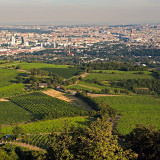 Vineyards Of Kahlenberg