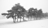 Winter Tree Line.jpg