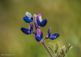 Small flowered lupine 