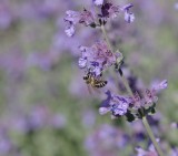 Honey bee in the lavender