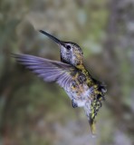 Female Annas Hummingbird