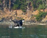 Orca male Mike  breaching 