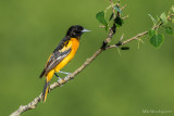 Baltimore Oriole  