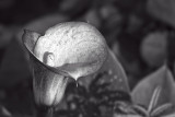 Calla Monochrome