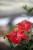 Red Hibiscus @f1.4 5D