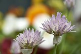 Chives @f8 D800E