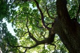 Catalpa tree @f9.5 LT+NEX5