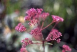 Eupatorium RDPIII