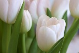 Tulips @f11 D800E