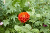 Zinnia @f4 a7