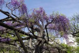 Wisteria @f4 QS1