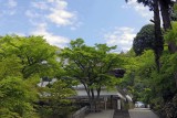 New greens at Engaku-ji @f4 QS1