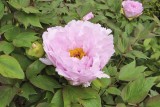 Peony @f4 QS1