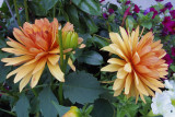 Dahlias @f4 QS1