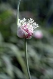 Garlics flower Reala