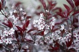 Purple sand cherry @f2.8 D700