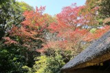 Fall in Meiji shrine 3
