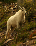 Glacier Mountian Goat