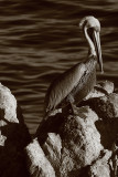 Peli on a Rock