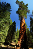 Sequoia Big