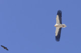 Vultures and Landscapes of  The Pyrenees
